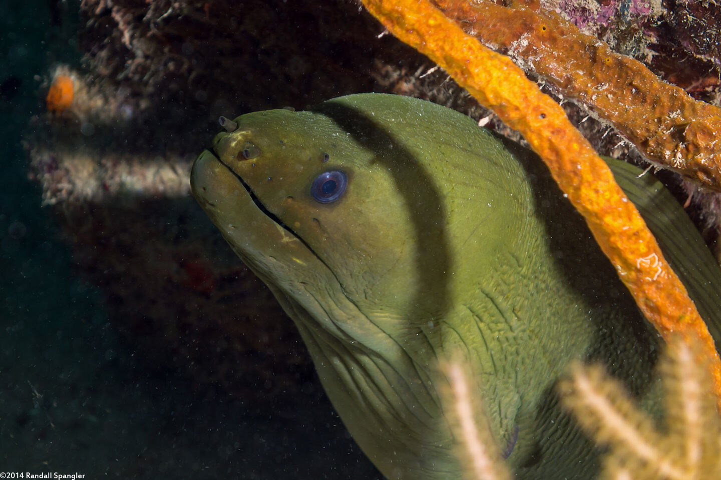 Gymnothorax funebris (Green Moray)