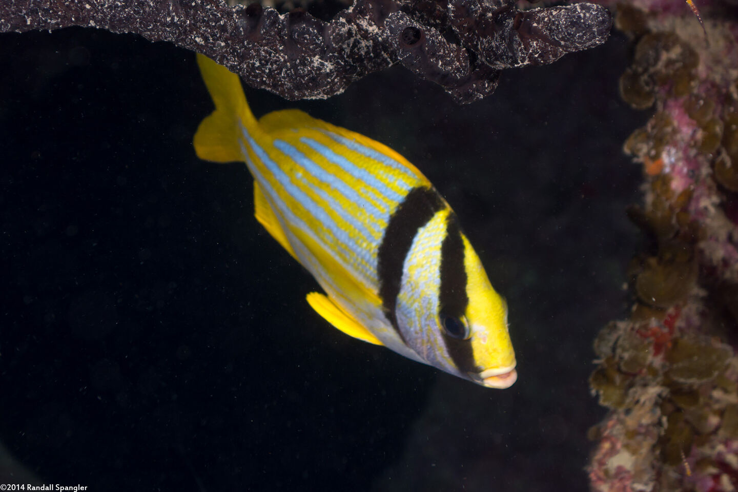 Anisotremus virginicus (Porkfish)