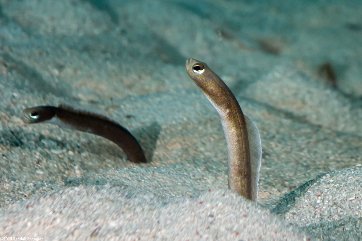 Heteroconger longissimus (Brown Garden Eel)