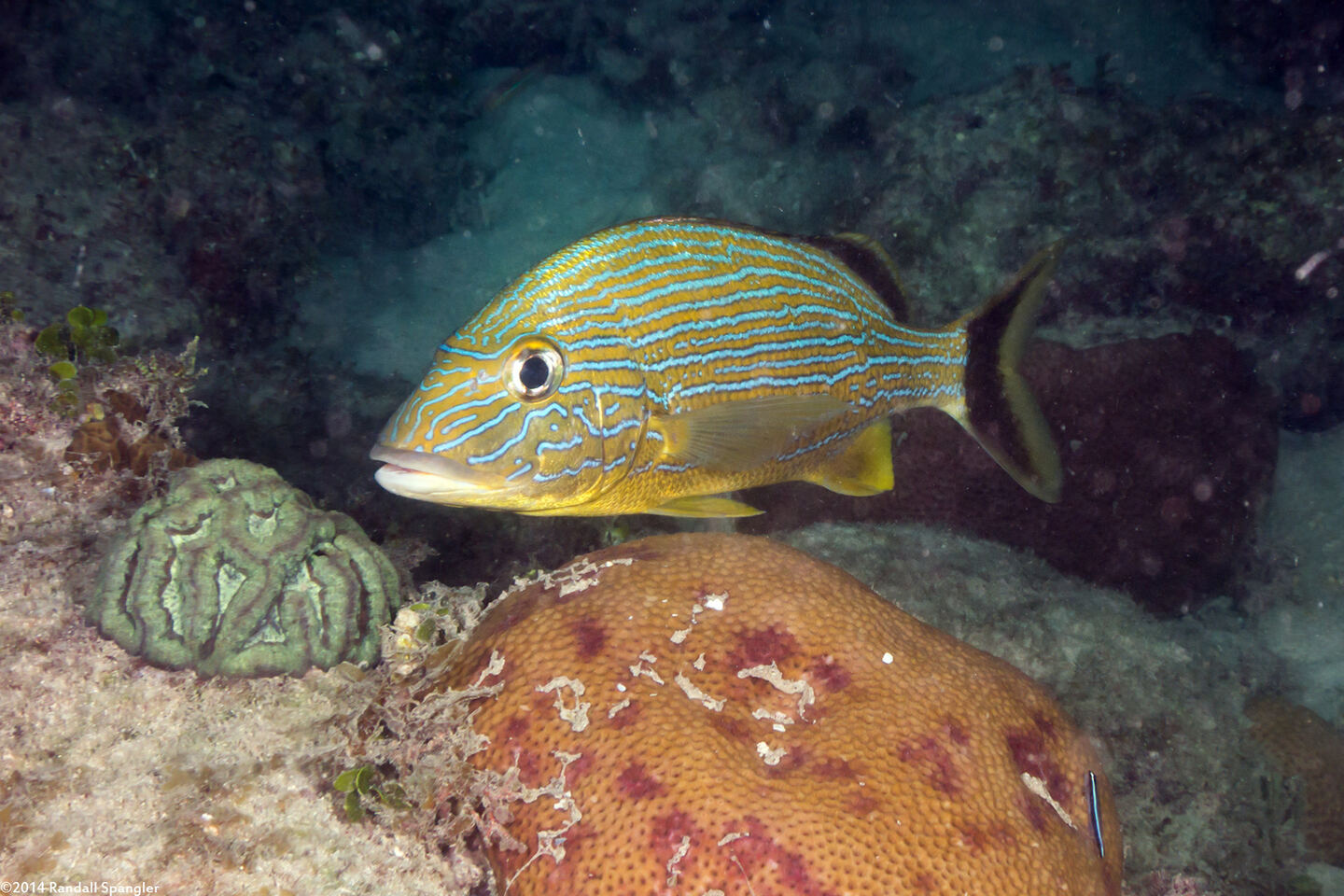 Haemulon sciurus (Bluestriped Grunt)
