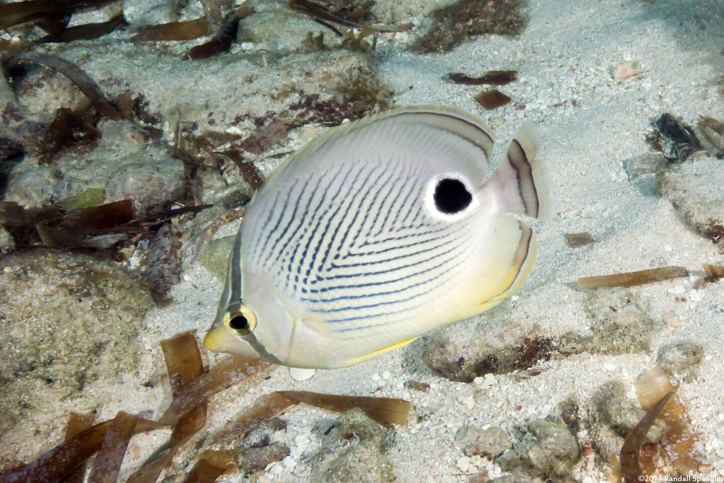 Chaetodon capistratus (Foureye Butterflyfish)