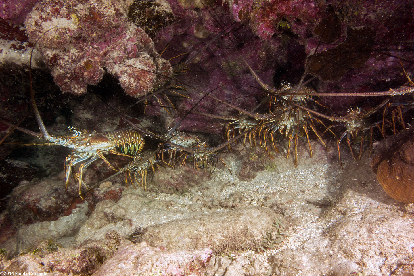 Panulirus argus (Caribbean Spiny Lobster)