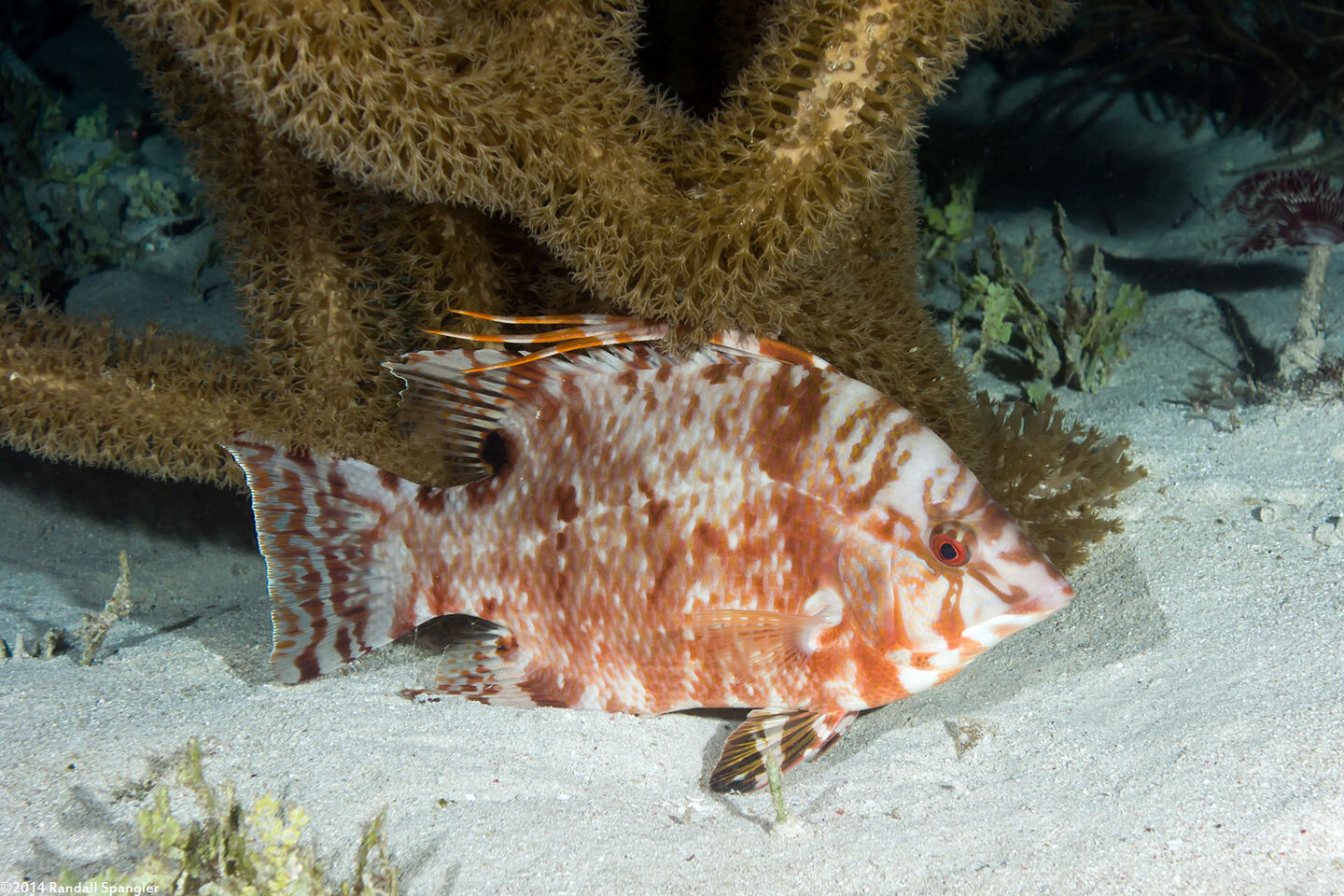 Lachnolaimus maximus (Hogfish)