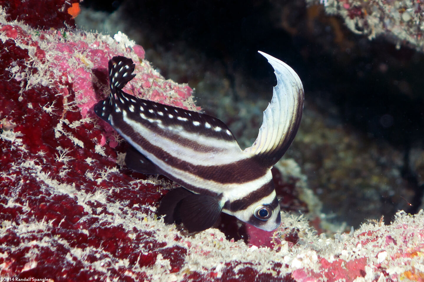 Equetas punctatus (Spotted Drum)