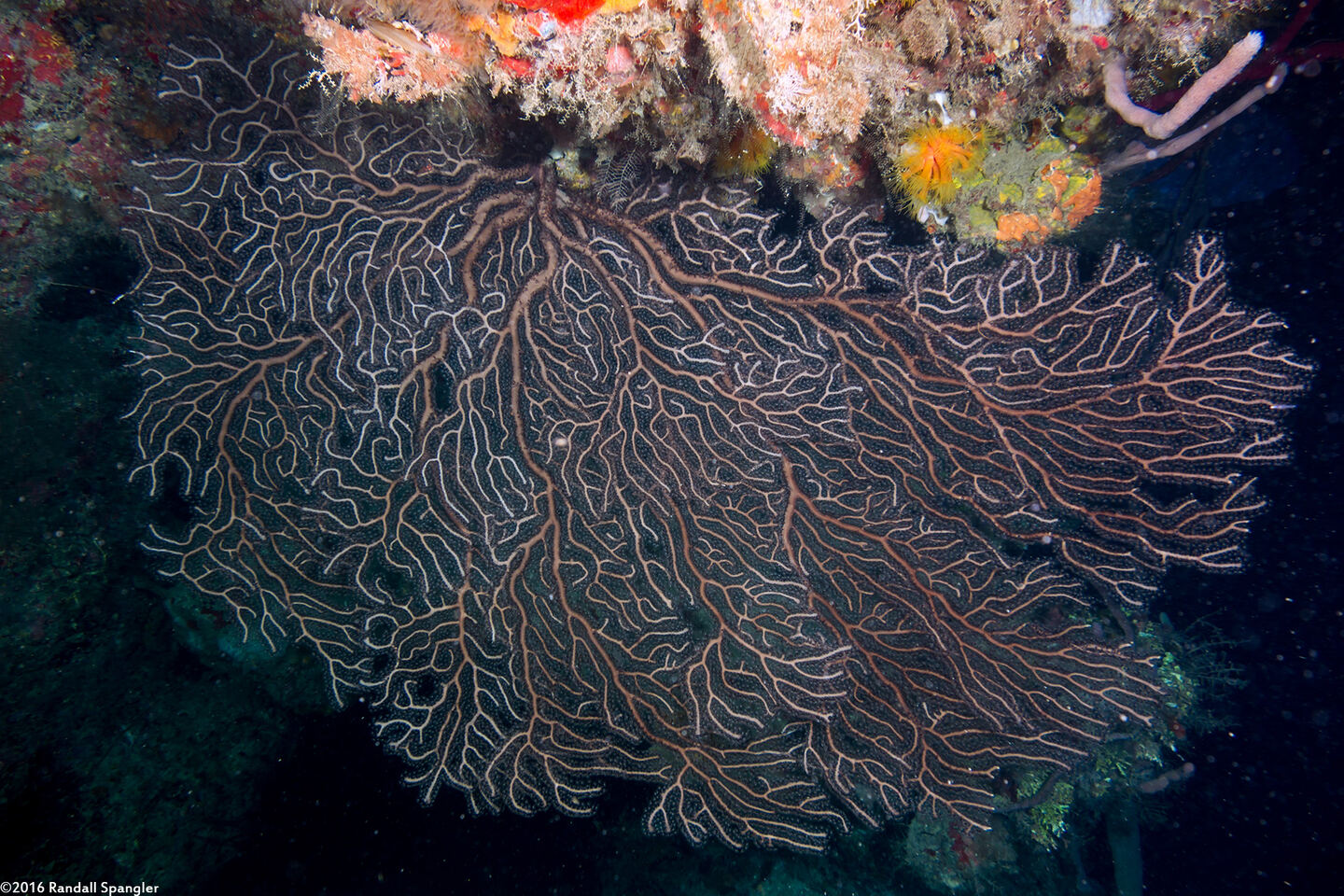 Iciligorgia schrammi (Deepwater Sea Fan)