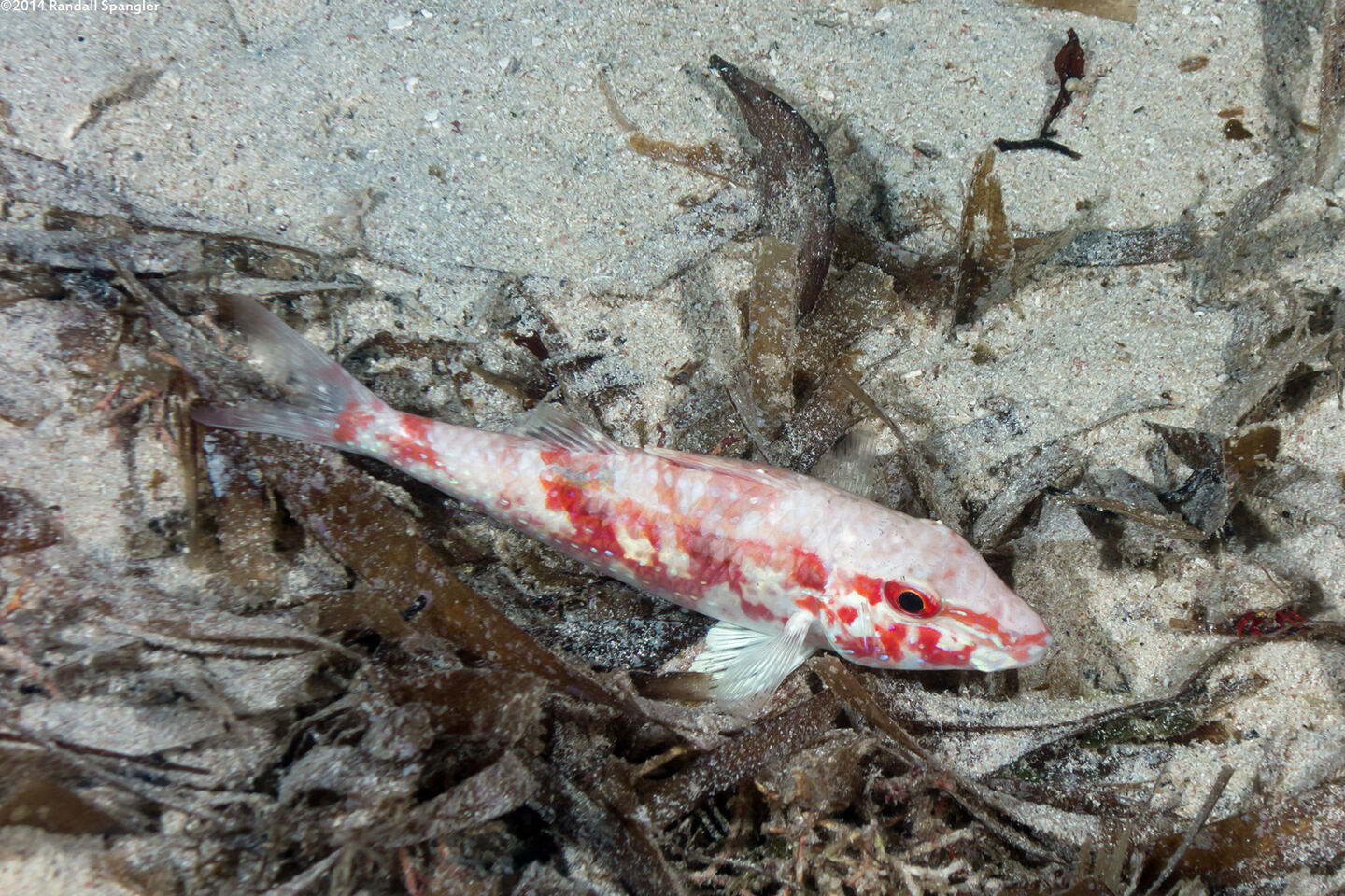 Pseudupeneus maculatus (Spotted Goatfish)