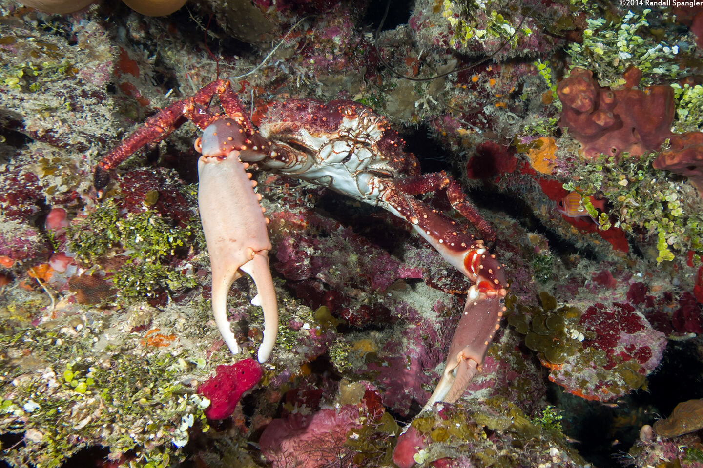 Maguimithrax spinosissimus (Channel Clinging Crab)