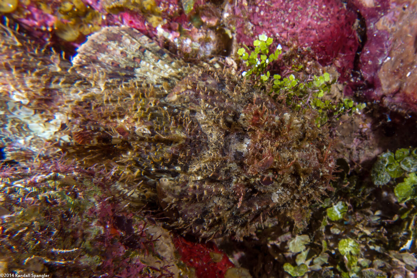 Scorpaena plumieri (Spotted Scorpionfish)