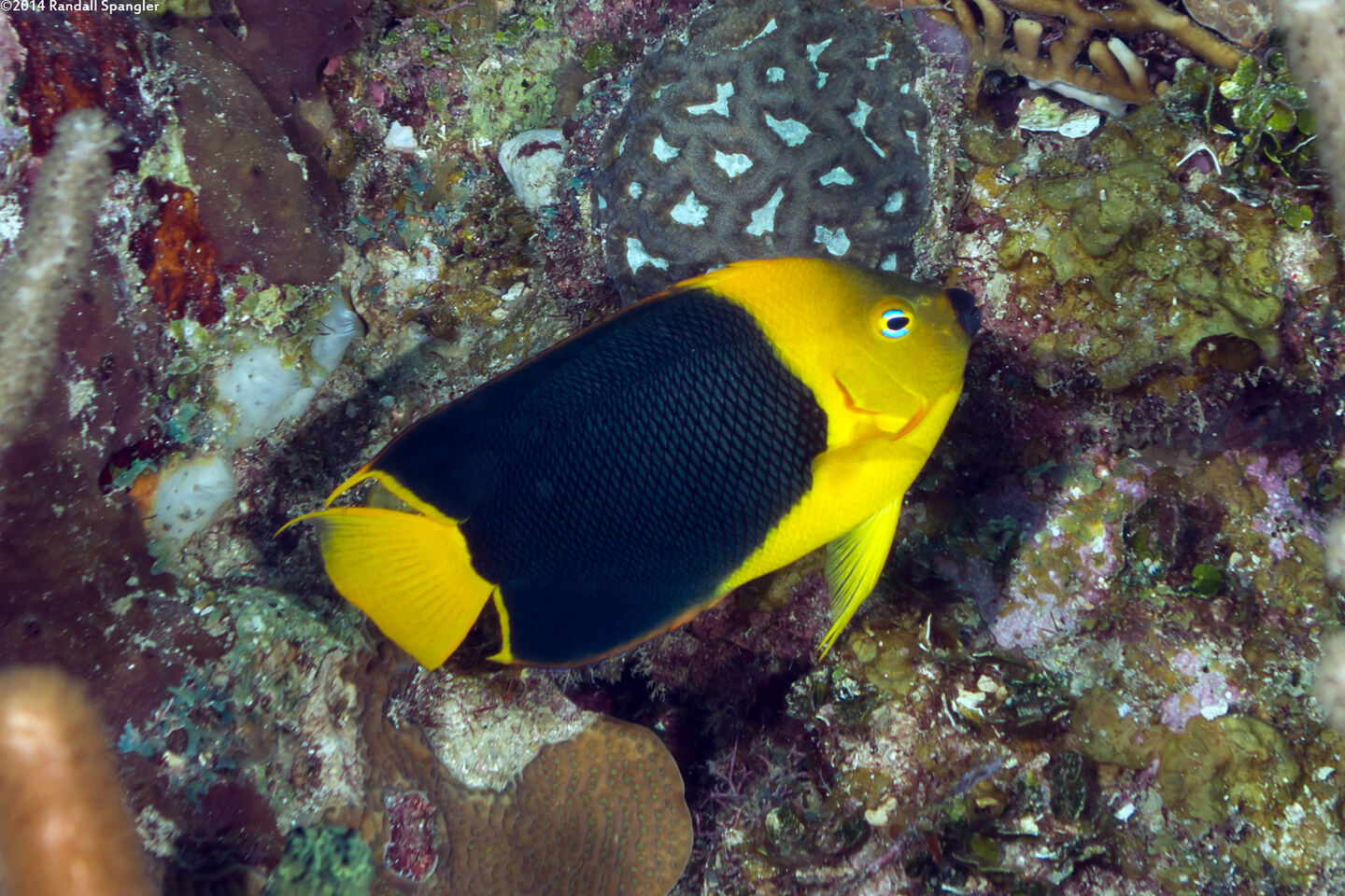 Holacanthus tricolor (Rock Beauty)