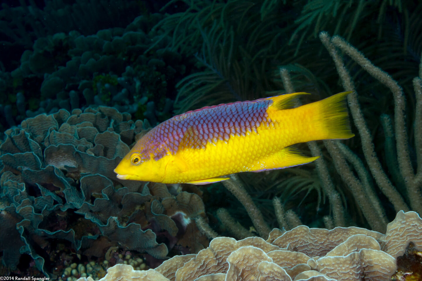 Bodianus rufus (Spanish Hogfish)