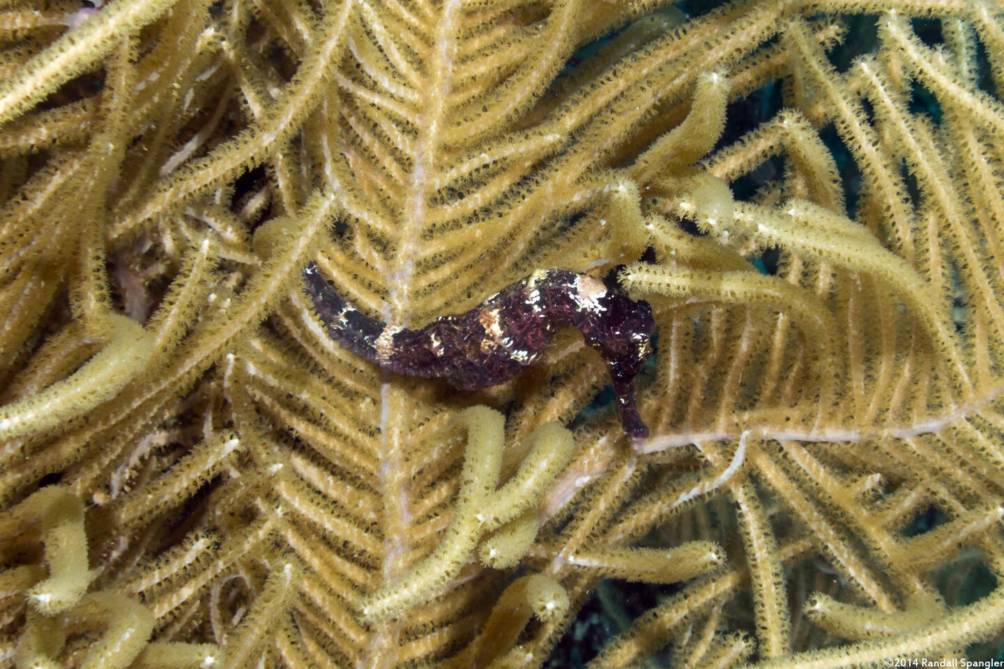 Hippocampus reidi (Longsnout Seahorse)