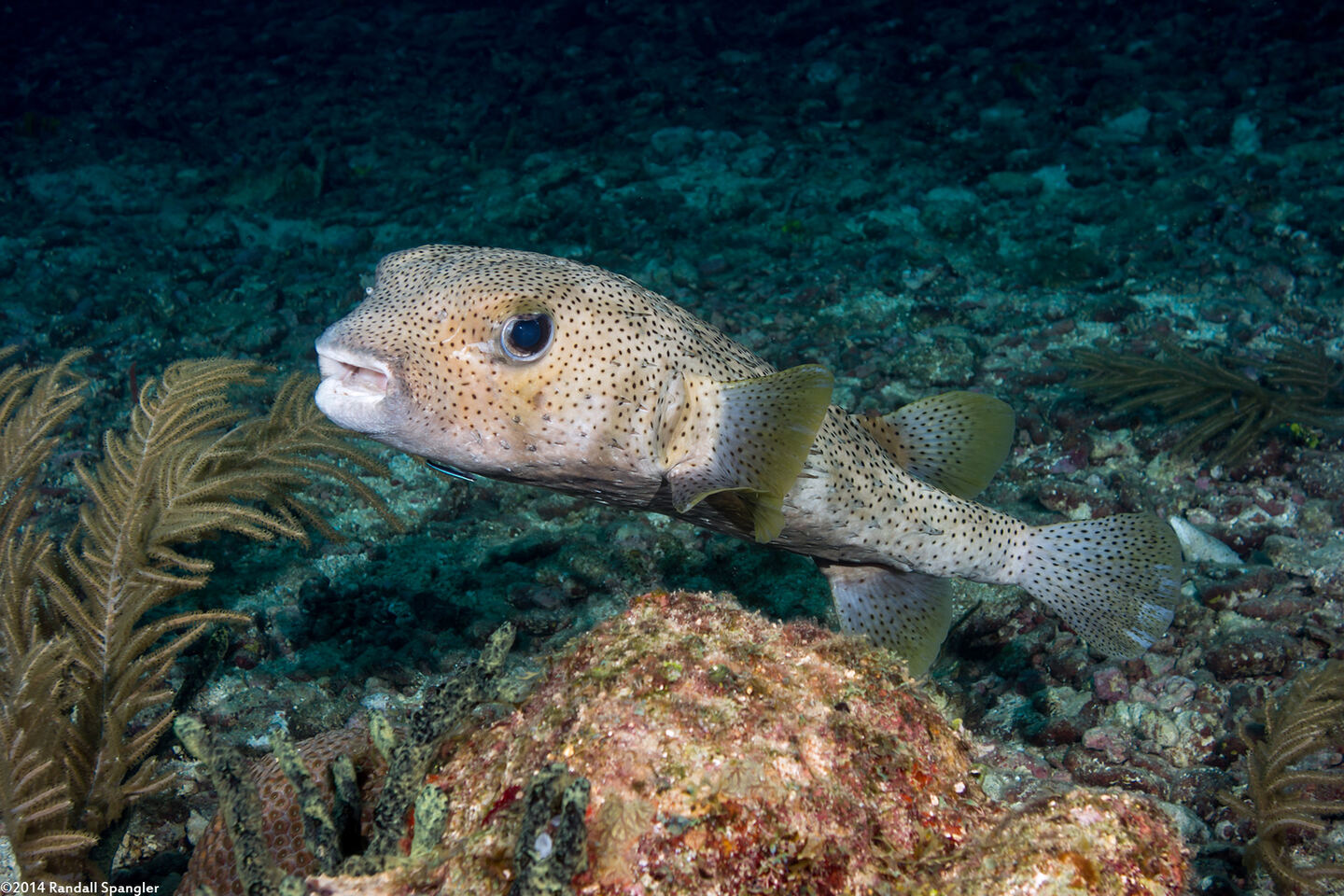 Diodon hystrix (Porcupinefish)