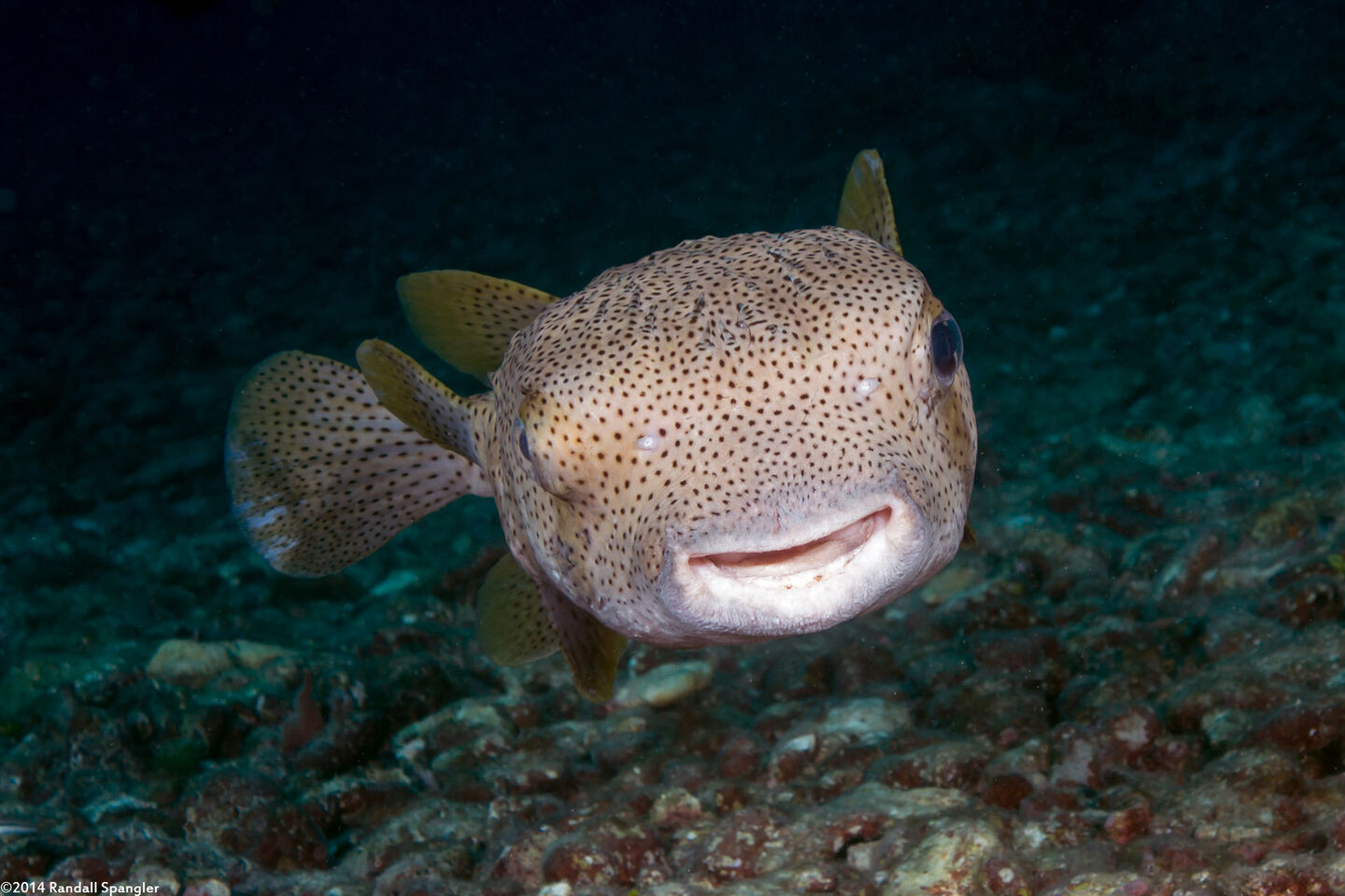 Diodon hystrix (Porcupinefish)