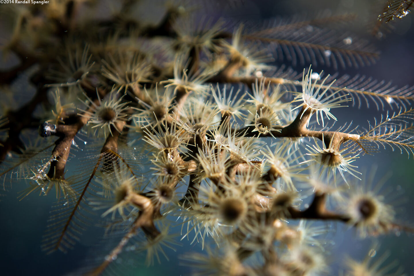 Parazoanthus tunicans (Hydroid Zoanthid)
