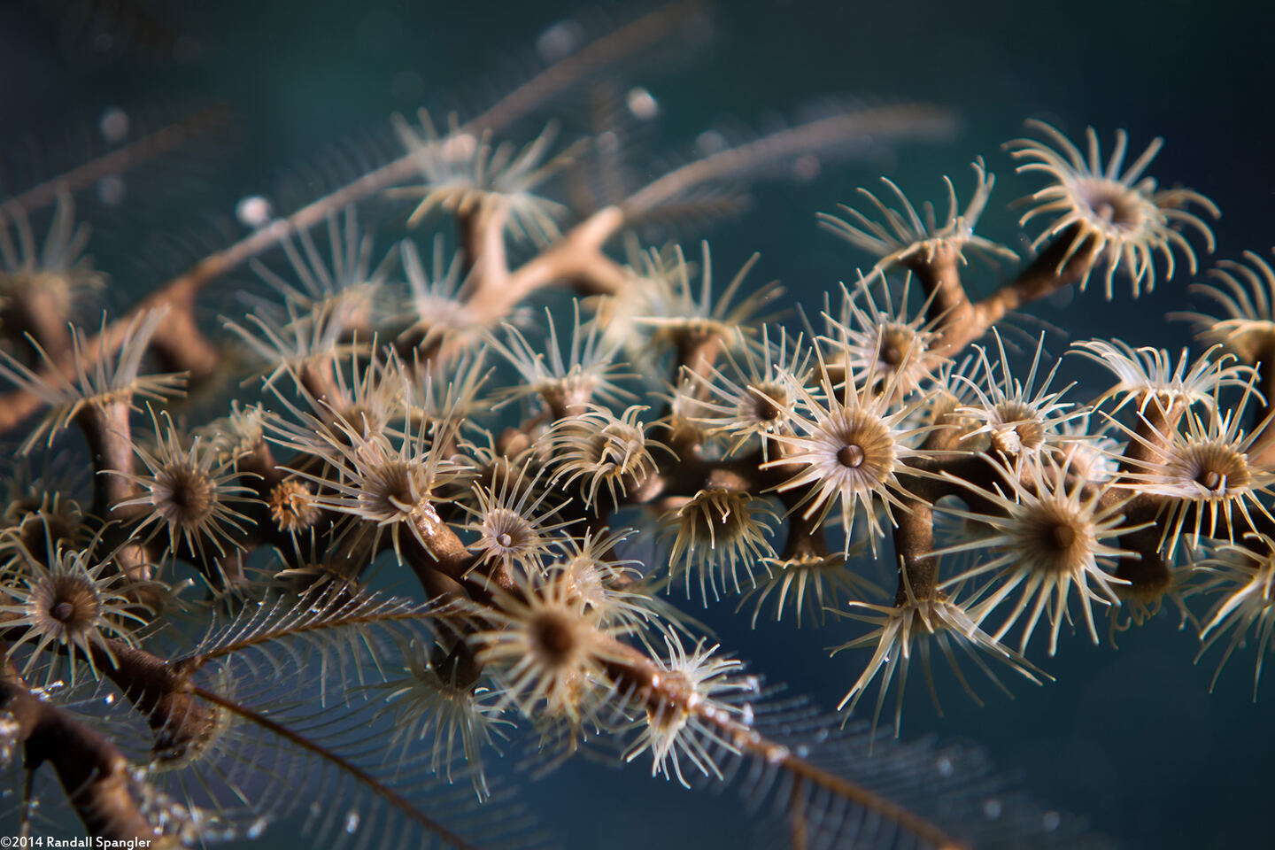 Parazoanthus tunicans (Hydroid Zoanthid)