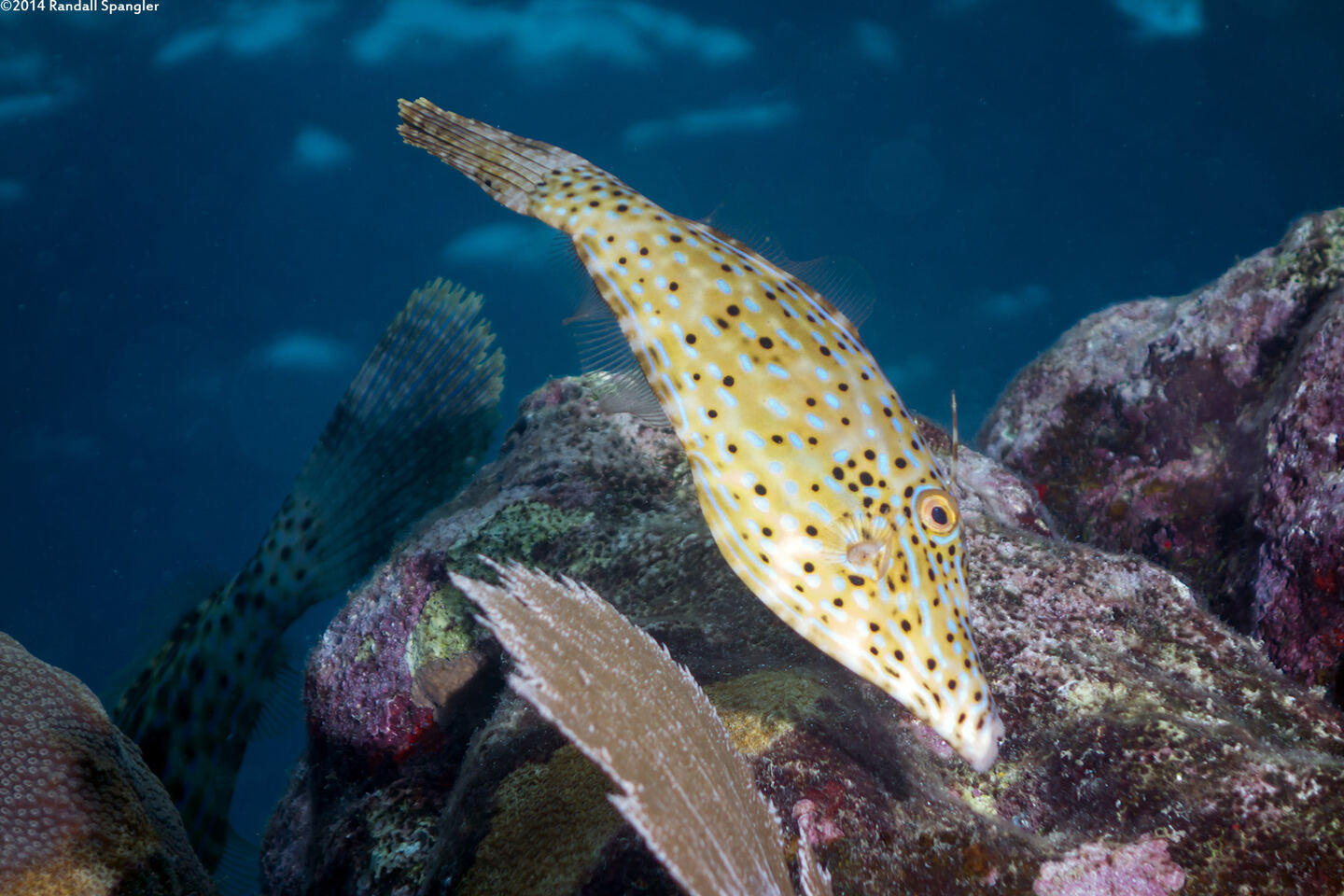 Aluterus scriptus (Scrawled Filefish)