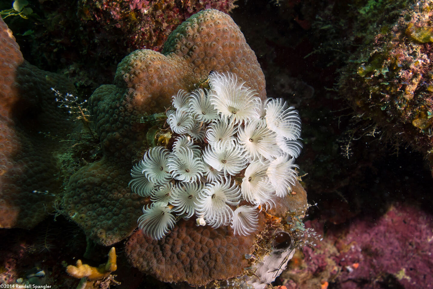 Bispira brunnea (Social Feather Duster)