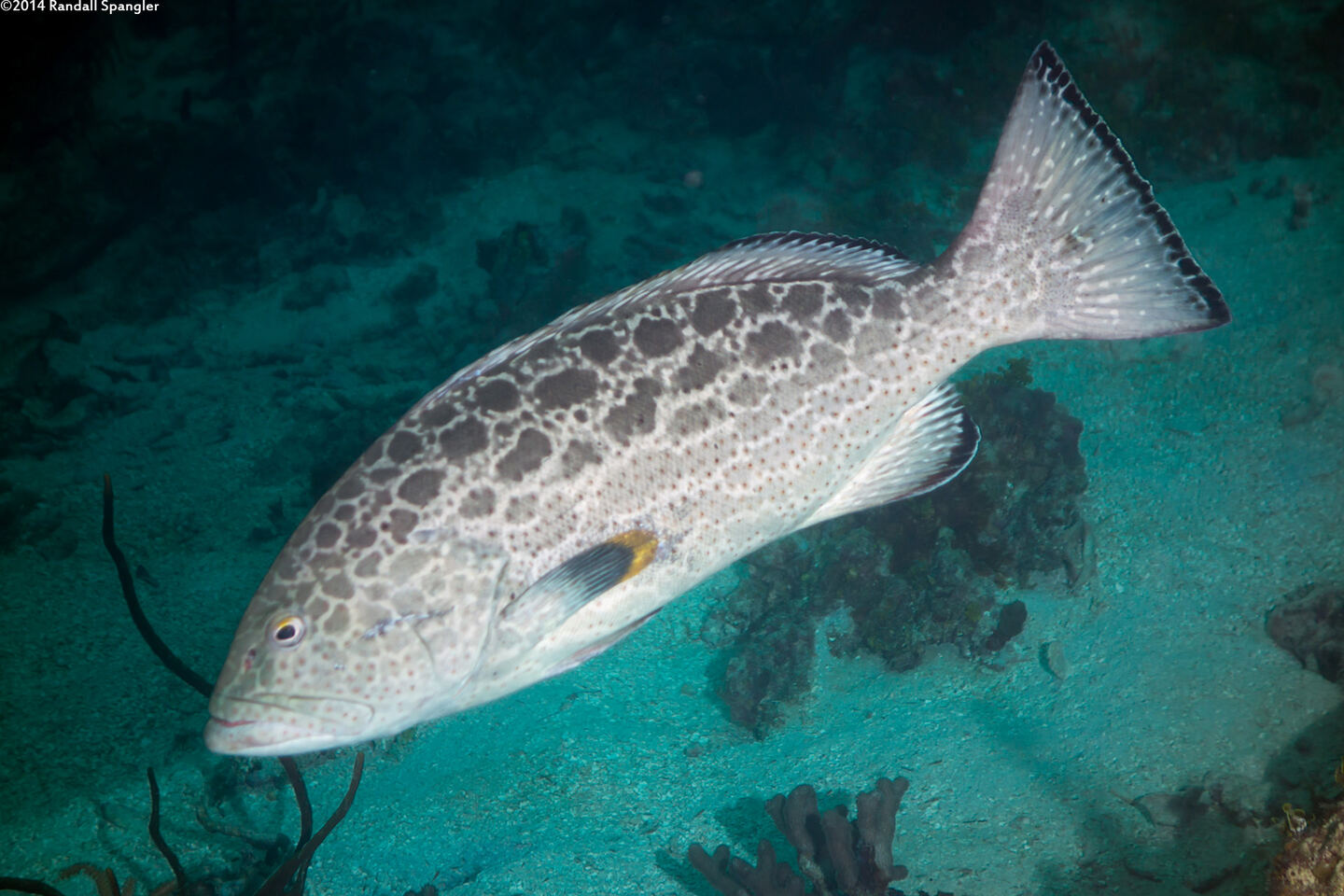 Mycteroperca venenosa (Yellowfin Grouper)