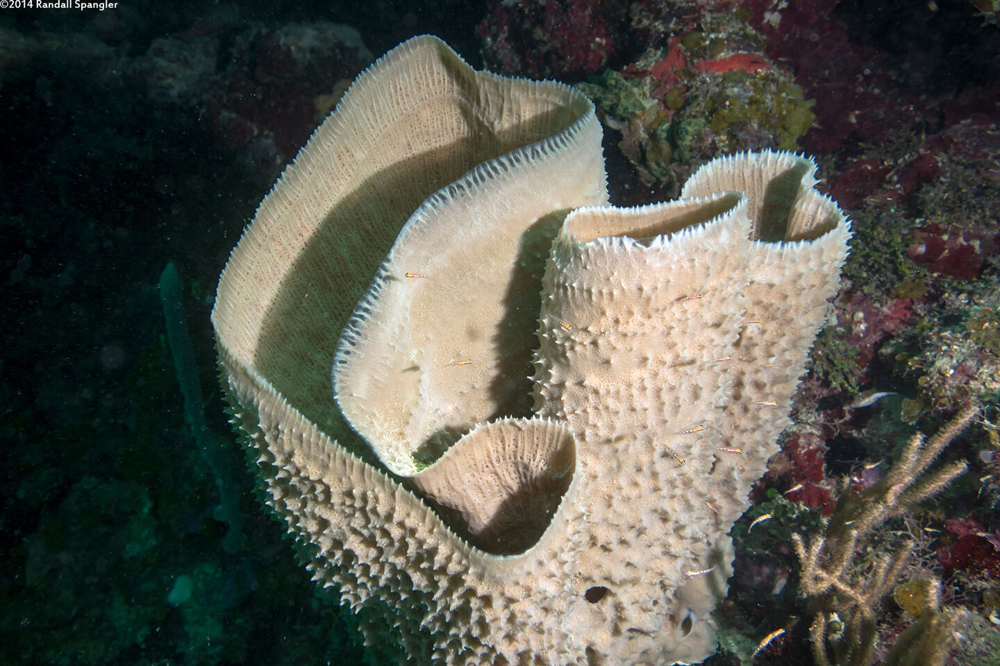 Niphates digitalis (Pink Vase Sponge)