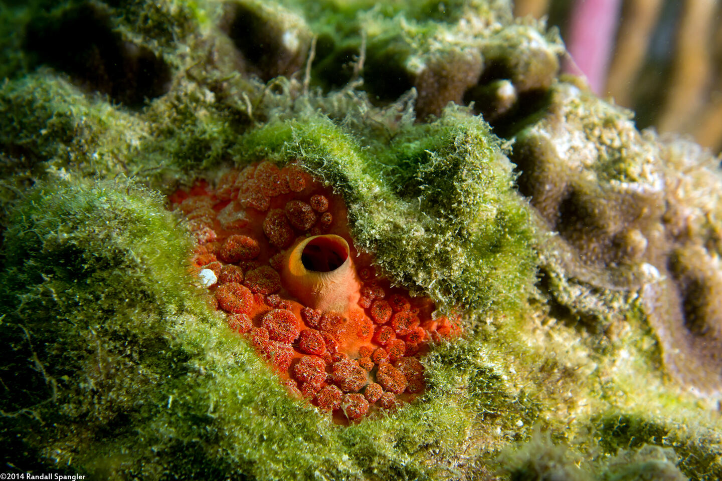 Cliothosa delitrix (Red Boring Sponge)