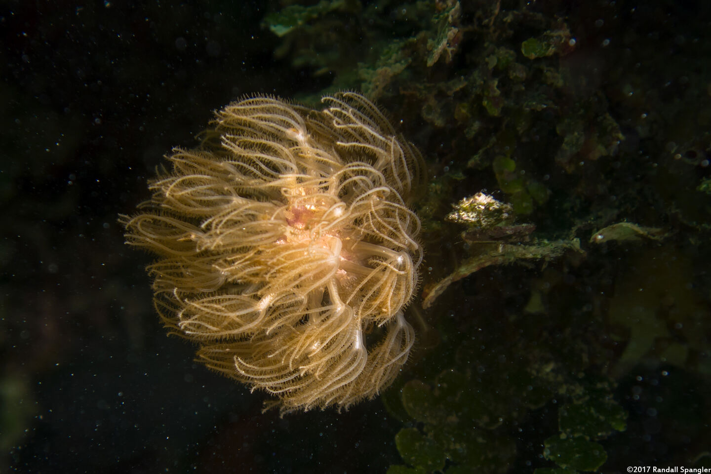 Briareum asbestinum (Corky Sea Finger)