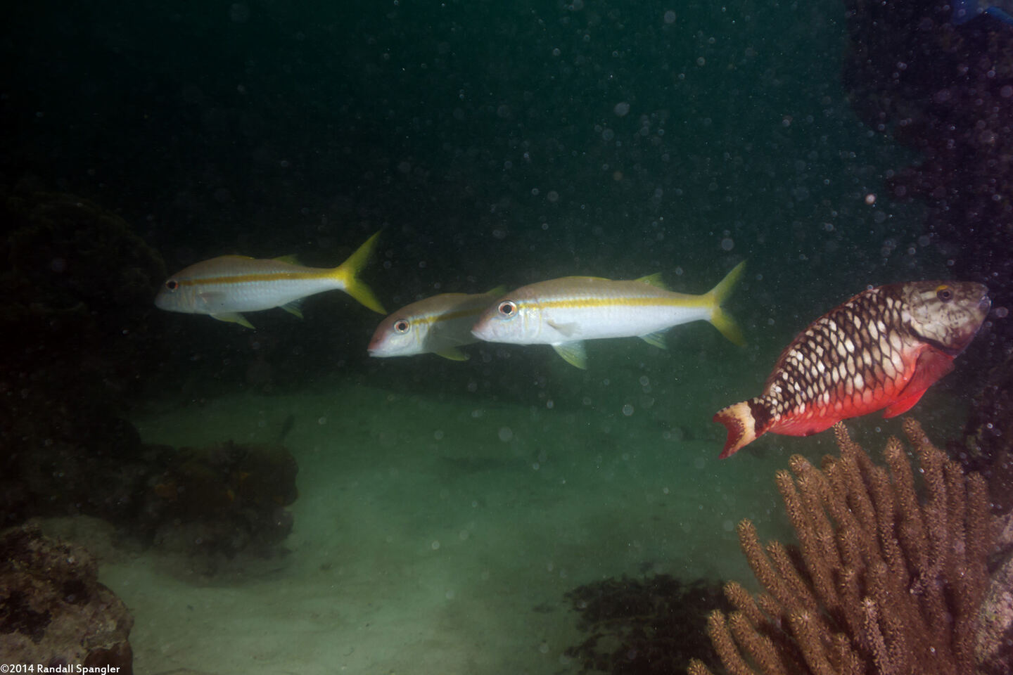 Mulloidichthys martinicus (Yellow Goatfish)
