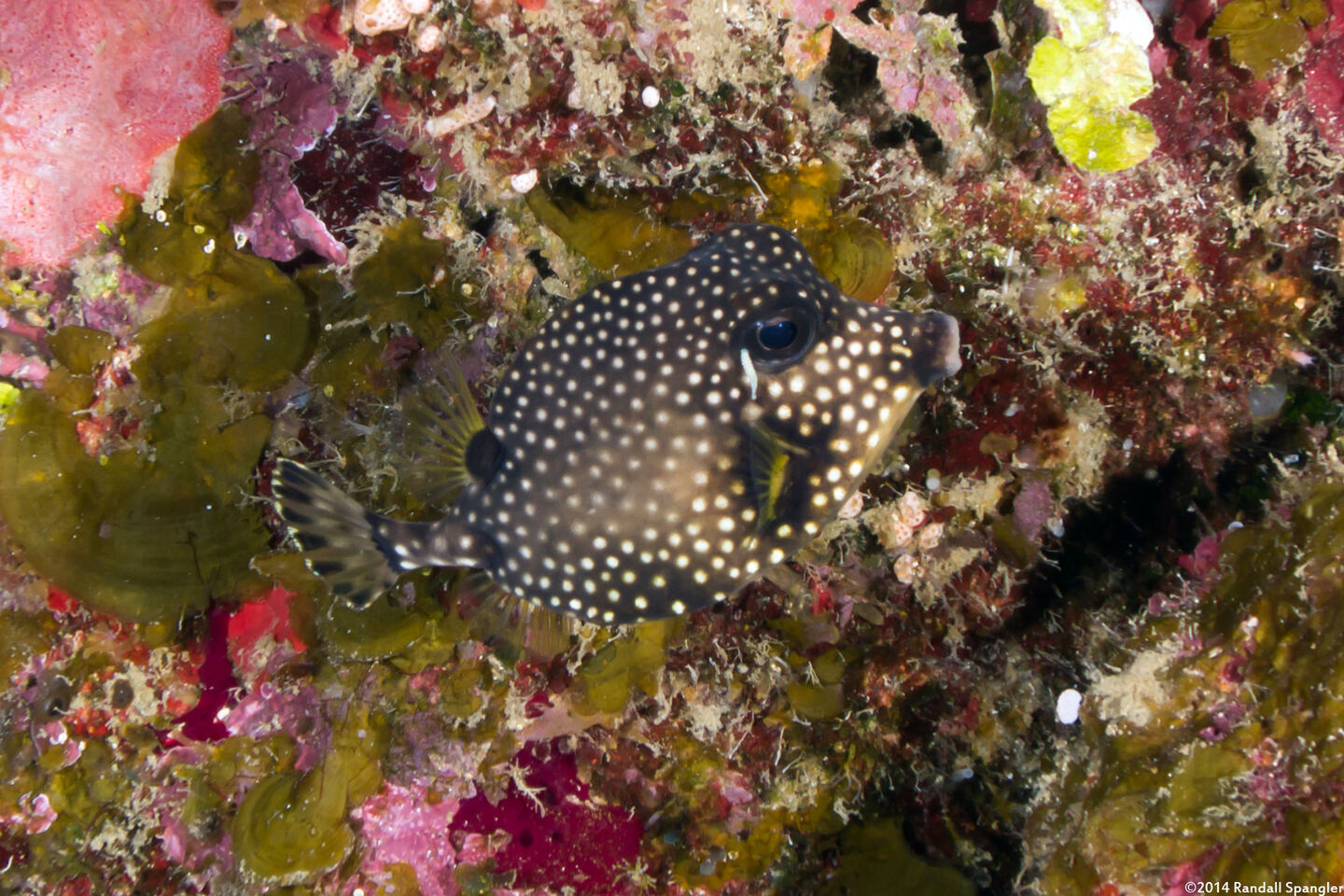 Lactophrys triqueter (Smooth Trunkfish)