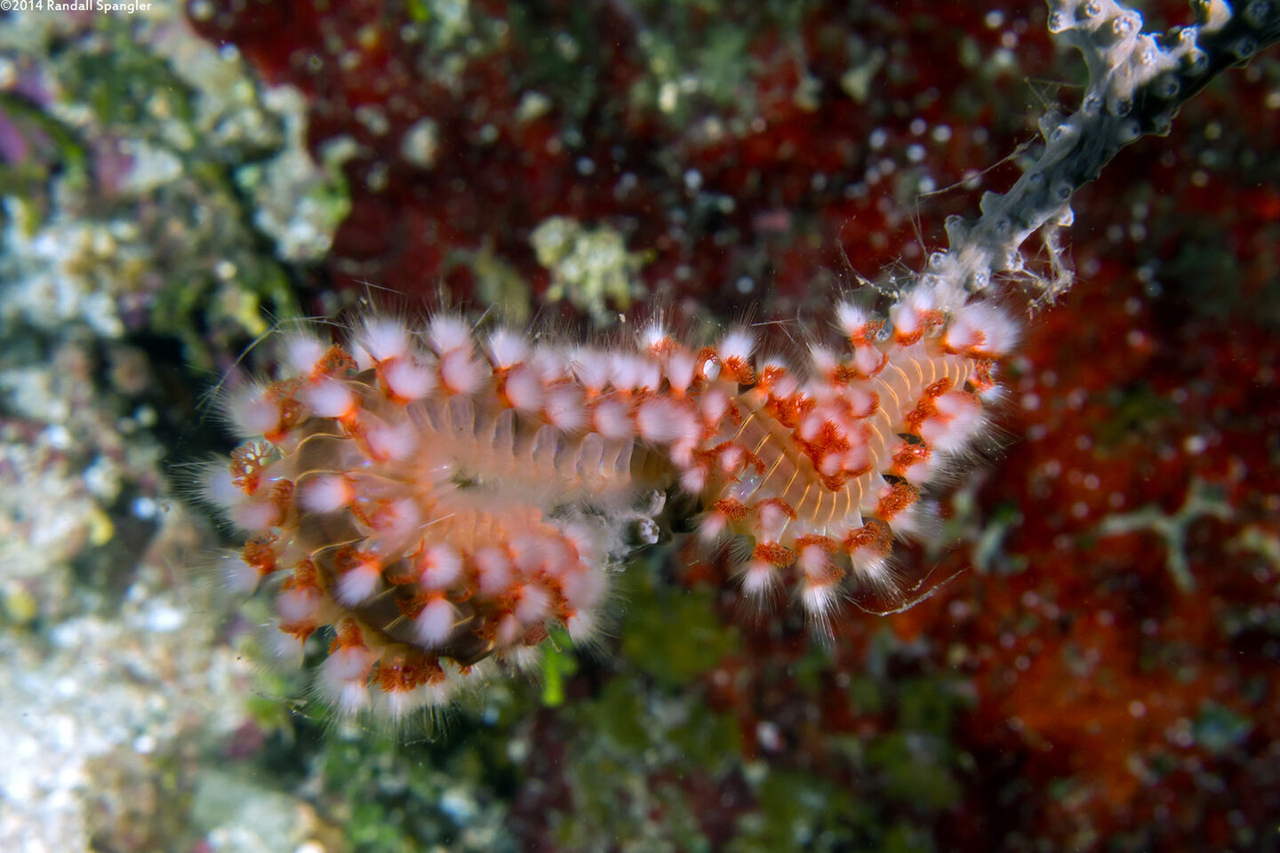 Hermodice carunculata (Bearded Fireworm)