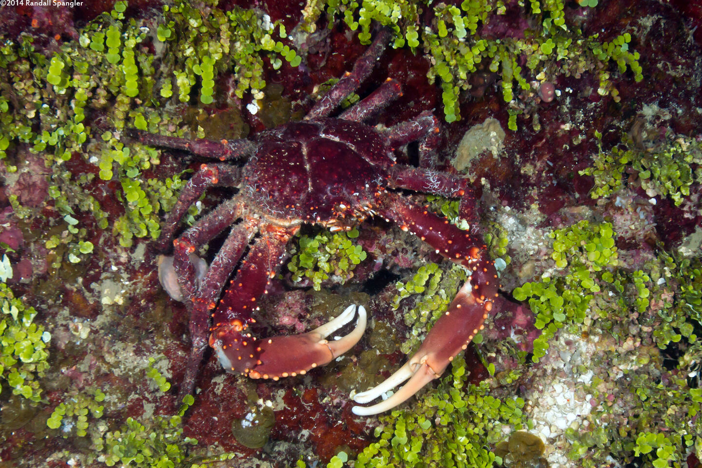 Maguimithrax spinosissimus (Channel Clinging Crab)