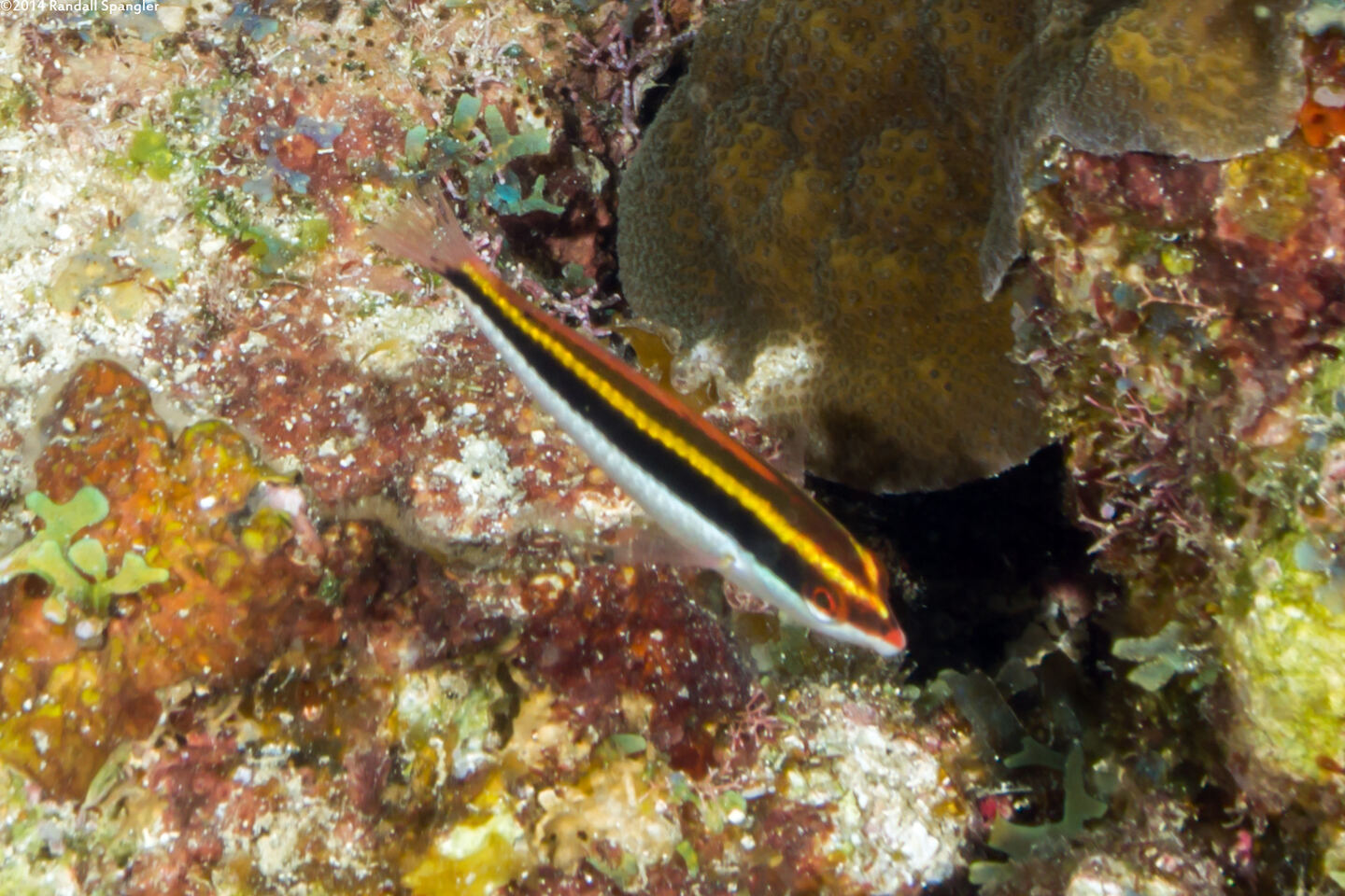 Halichoeres maculipinna (Clown Wrasse)