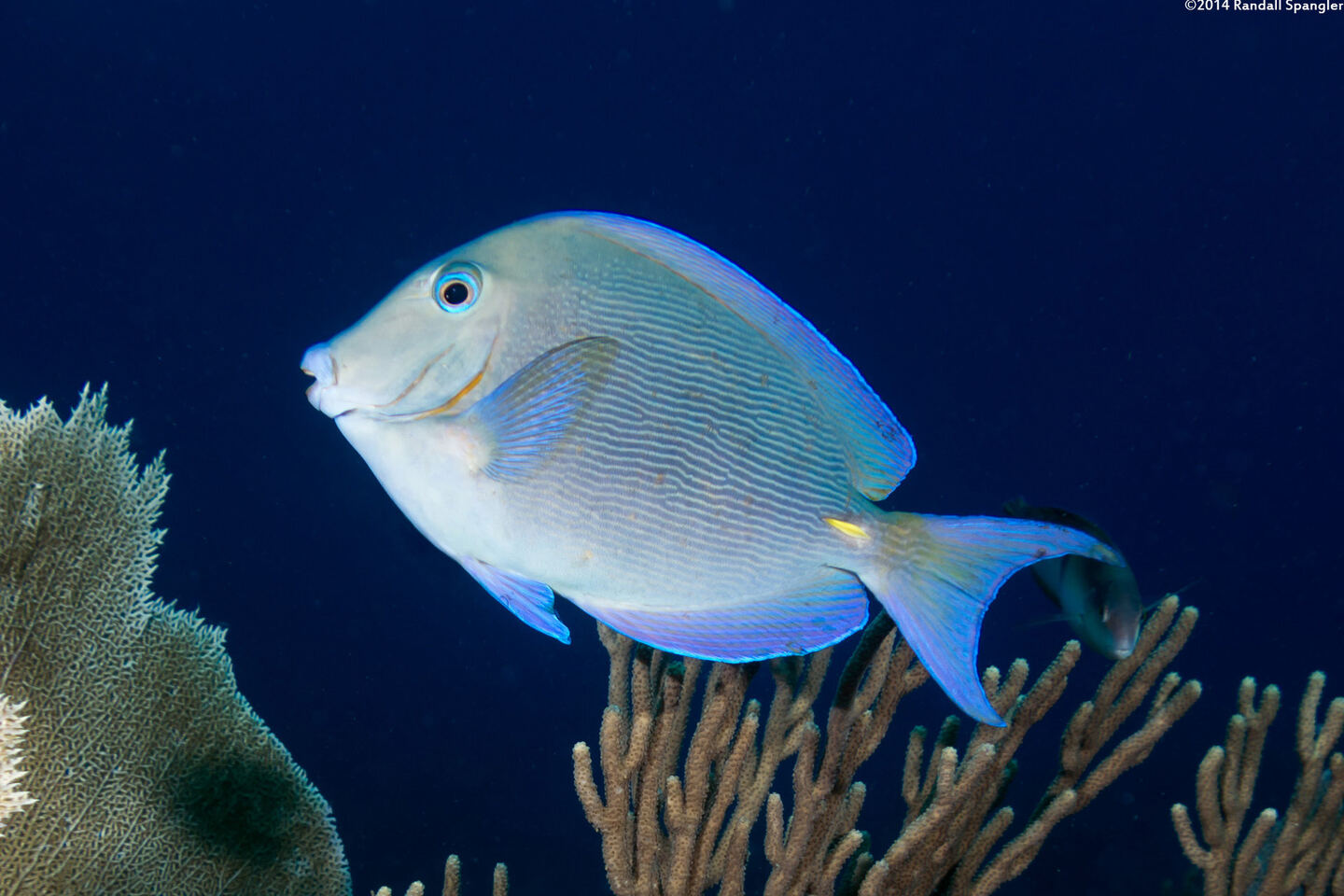 Acanthurus coeruleus (Blue Tang)