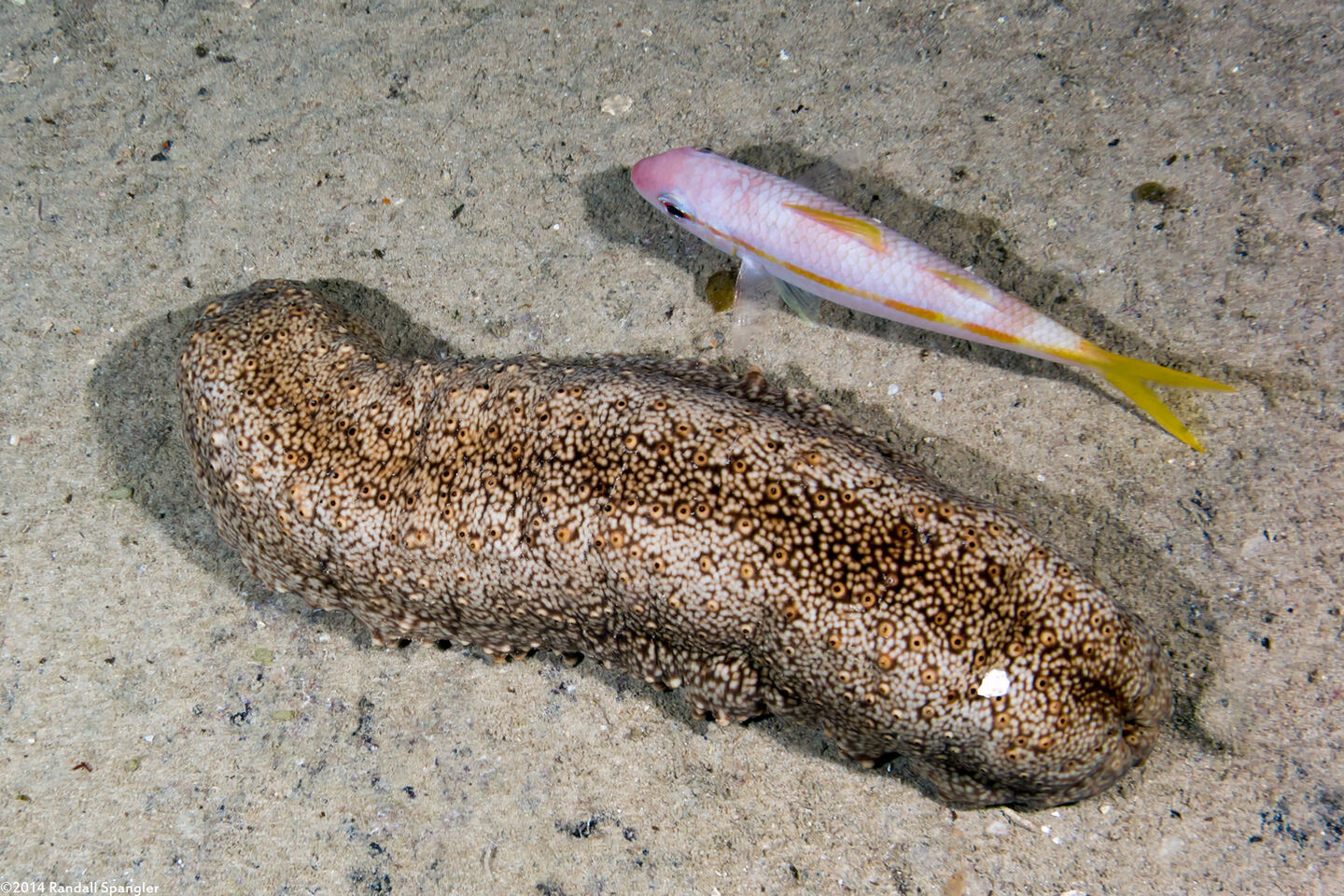 Isostichopus badionotus (Three Rowed Sea Cucumber)
