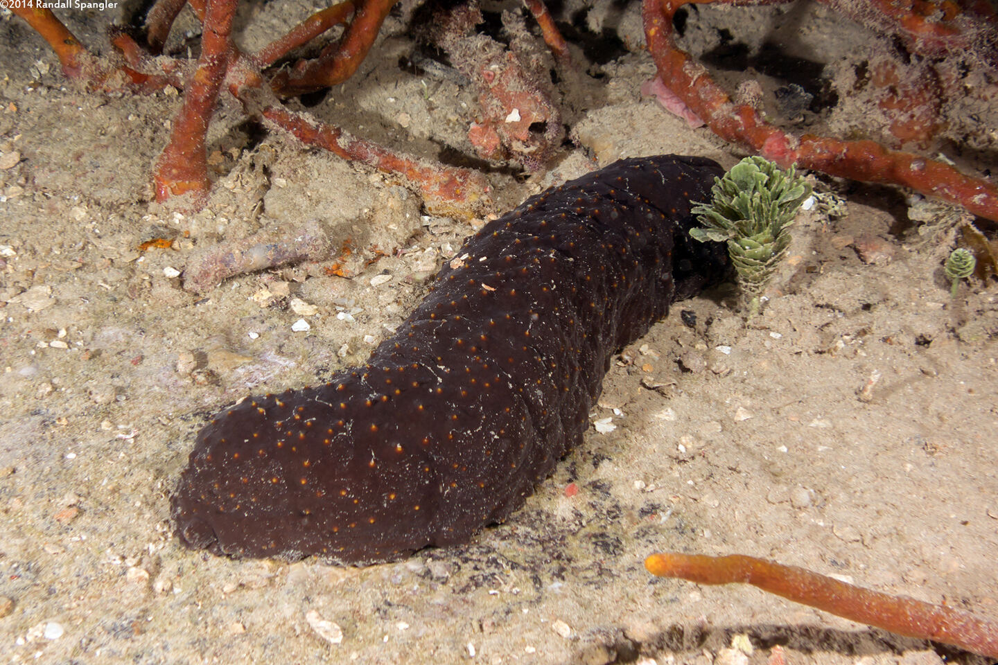 Isostichopus badionotus (Three Rowed Sea Cucumber)