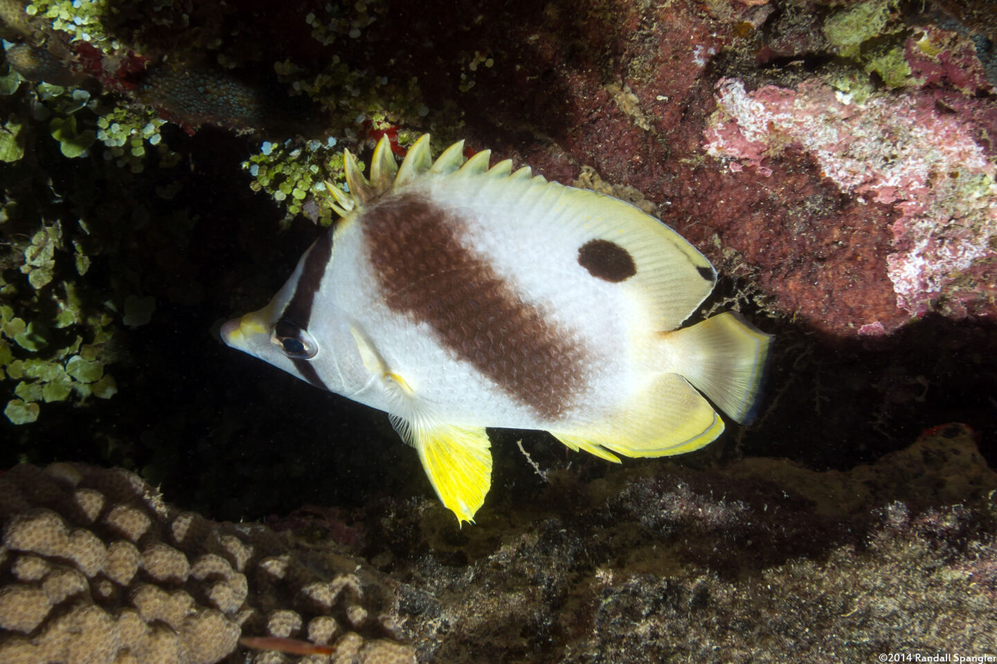 Chaetodon ocellatus (Spotfin Butterflyfish)
