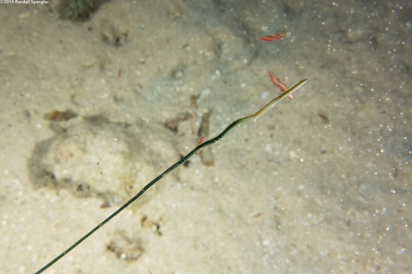 Phylum Nemertea (Ribbon Worm)