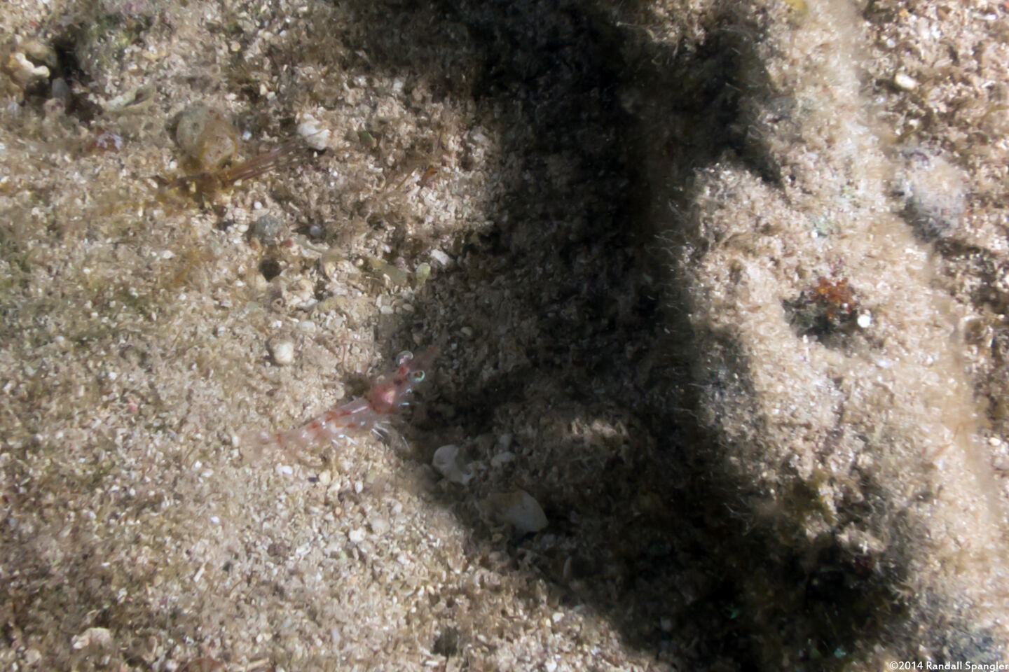 Metapenaeopsis goodei (Velvet Shrimp)