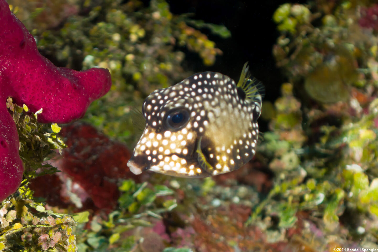Lactophrys triqueter (Smooth Trunkfish)