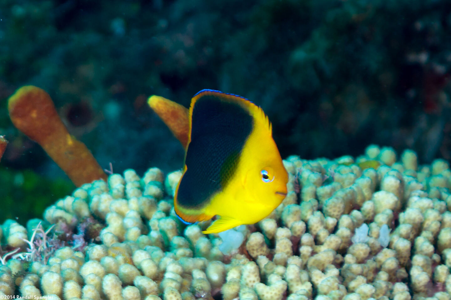 Holacanthus tricolor (Rock Beauty)