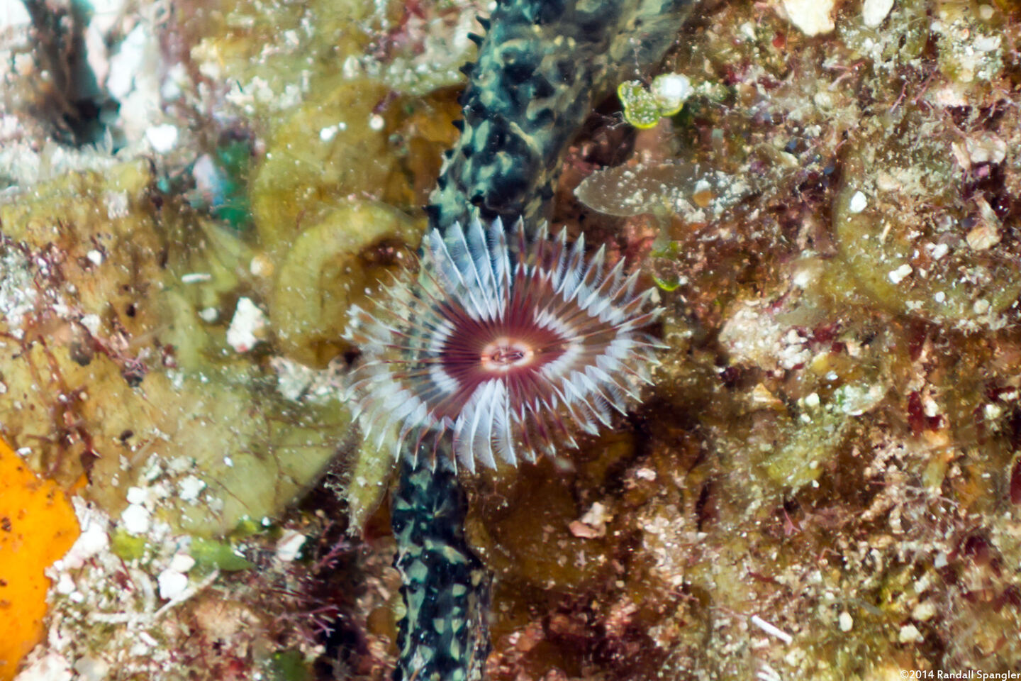 Anamobaea orstedii (Splitcrown Feather Duster)