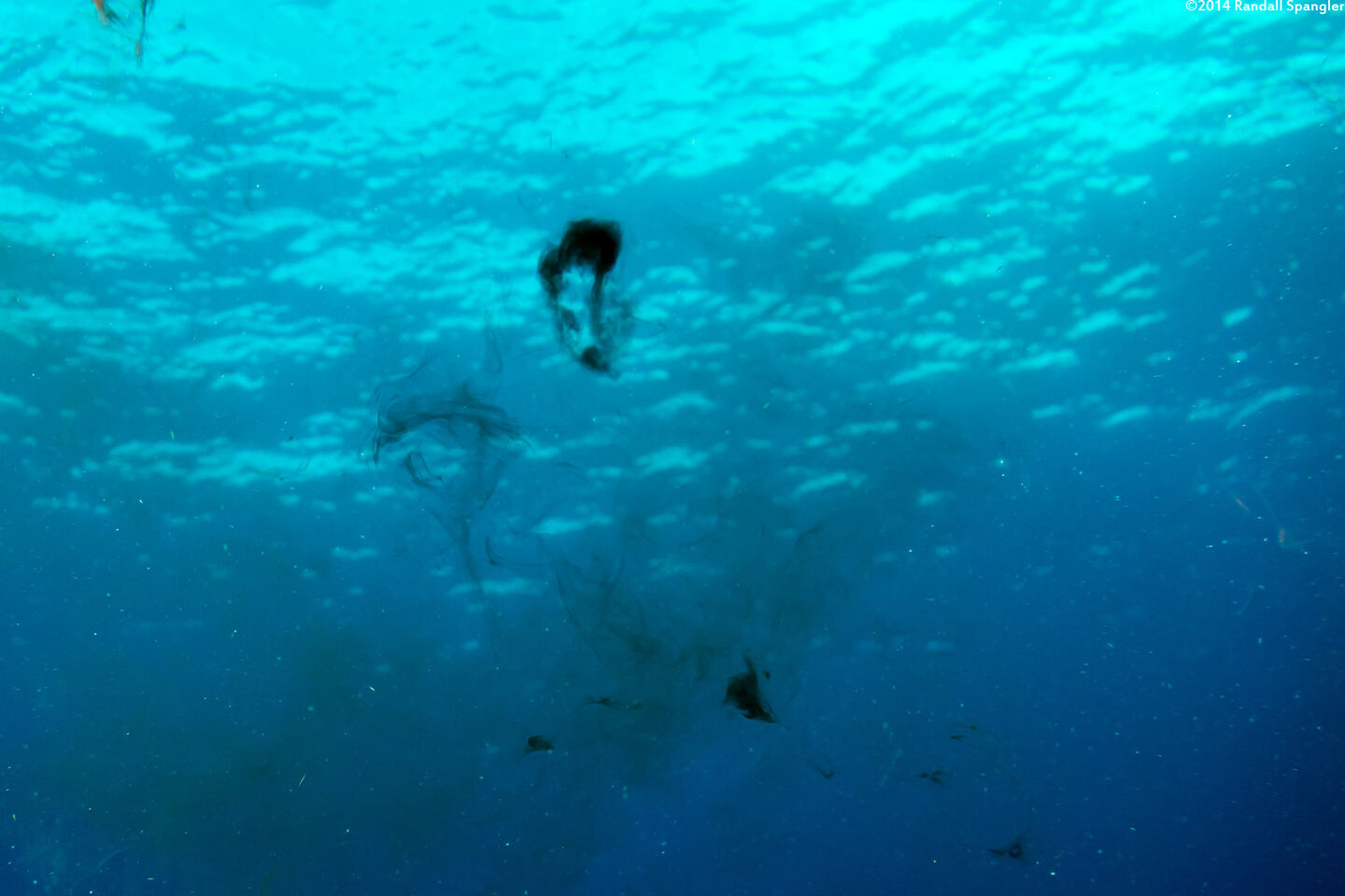 Sepioteuthis sepioidea (Caribbean Reef Squid); Ink blobs left by departing squid