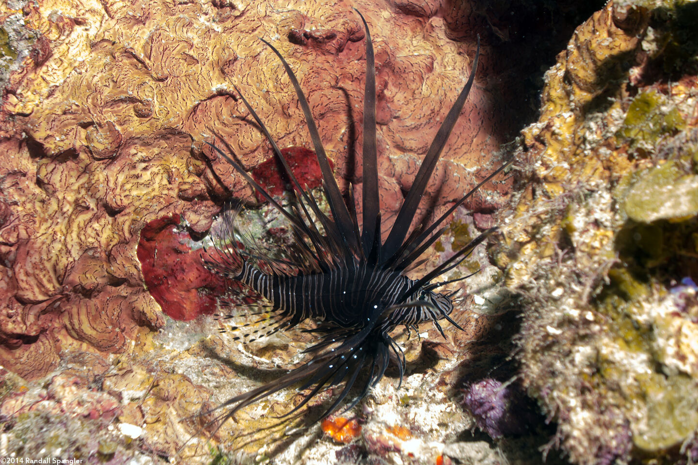 Pterois volitans (Red Lionfish)