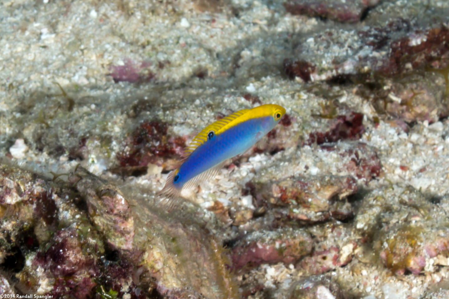 Halichoeres cyanocephalus (Yellowcheek Wrasse)