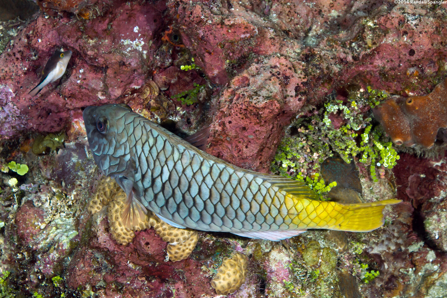 Sparisoma rubripinne (Yellowtail Parrotfish)