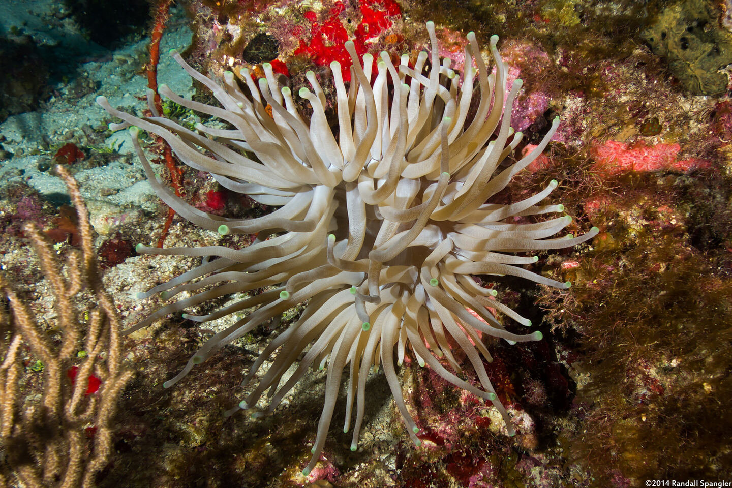 Condylactis gigantea (Giant Anemone)