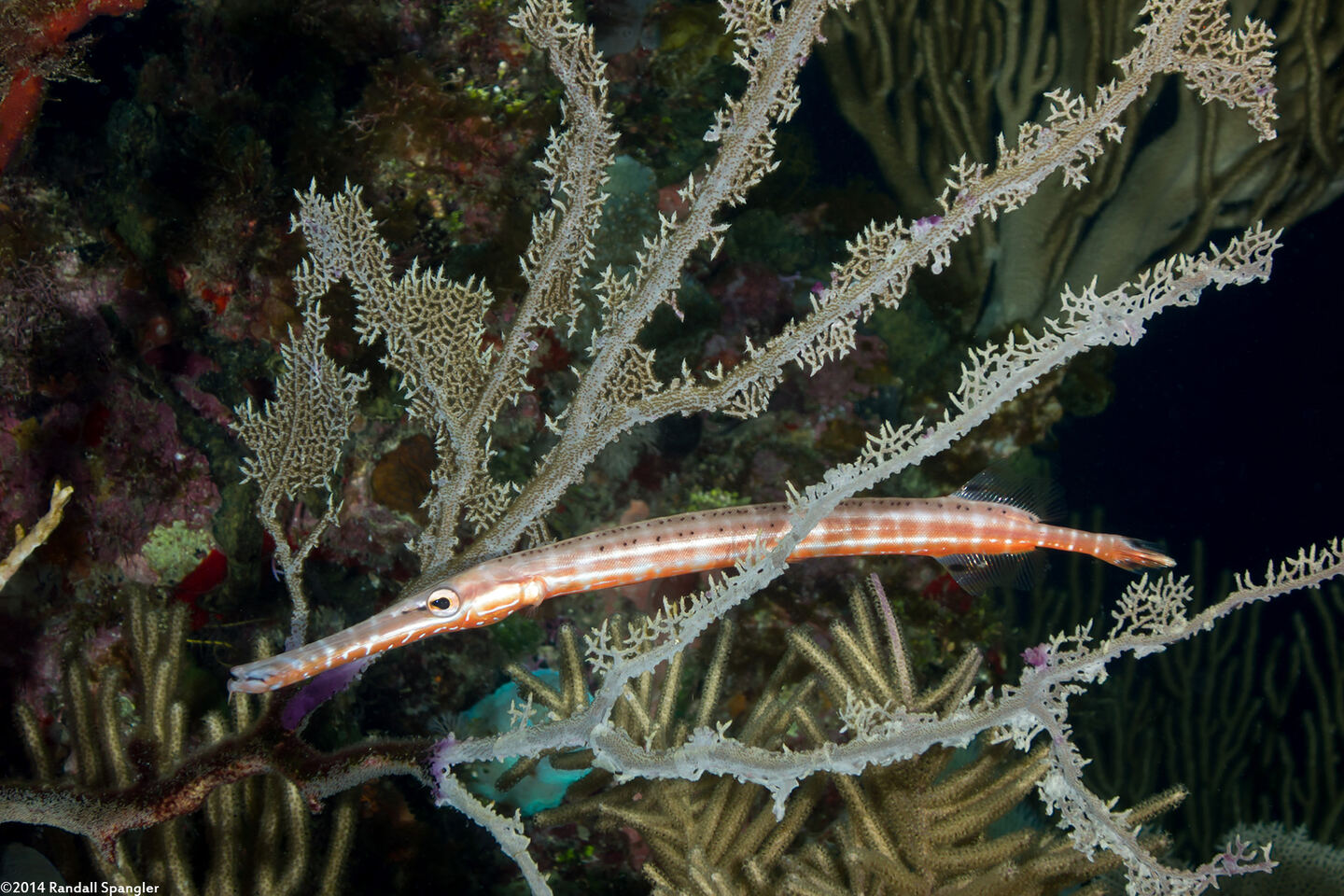 Aulostomus maculatus (Atlantic Trumpetfish)