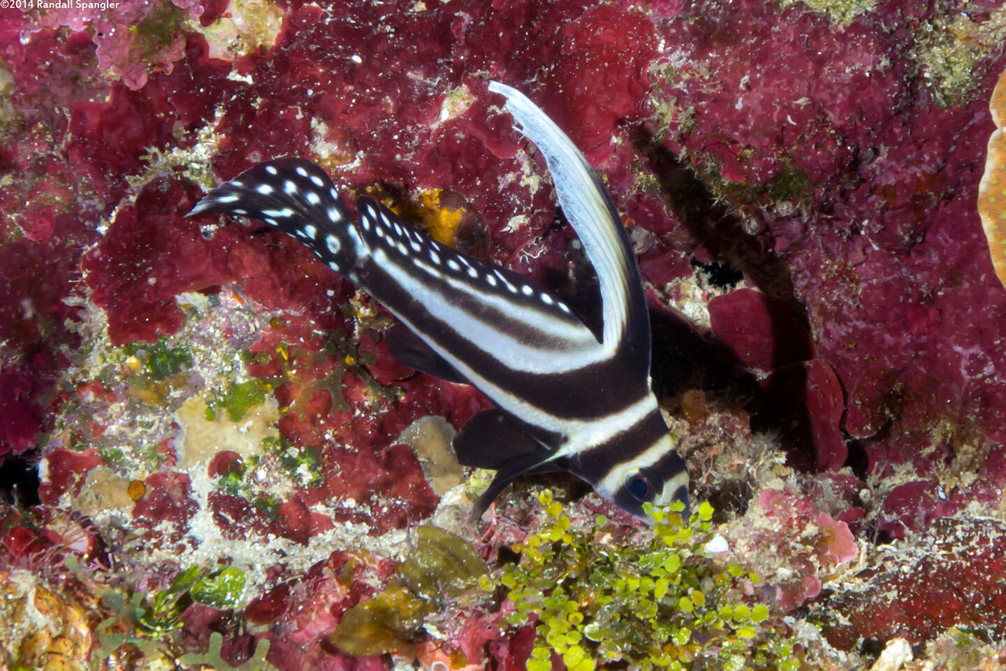 Equetas punctatus (Spotted Drum)