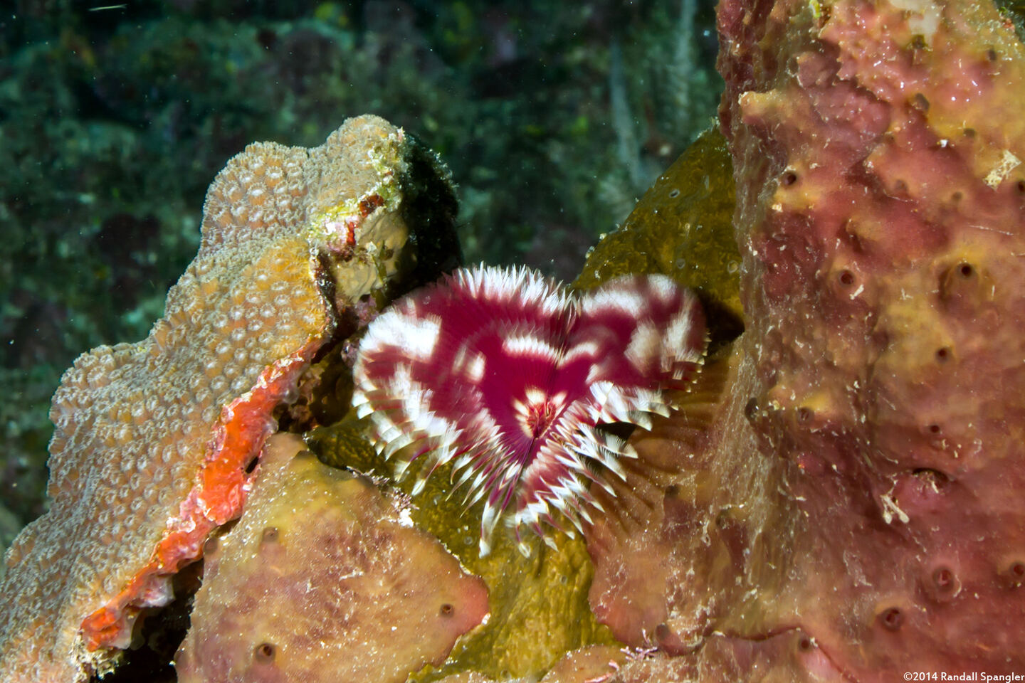 Anamobaea orstedii (Splitcrown Feather Duster)