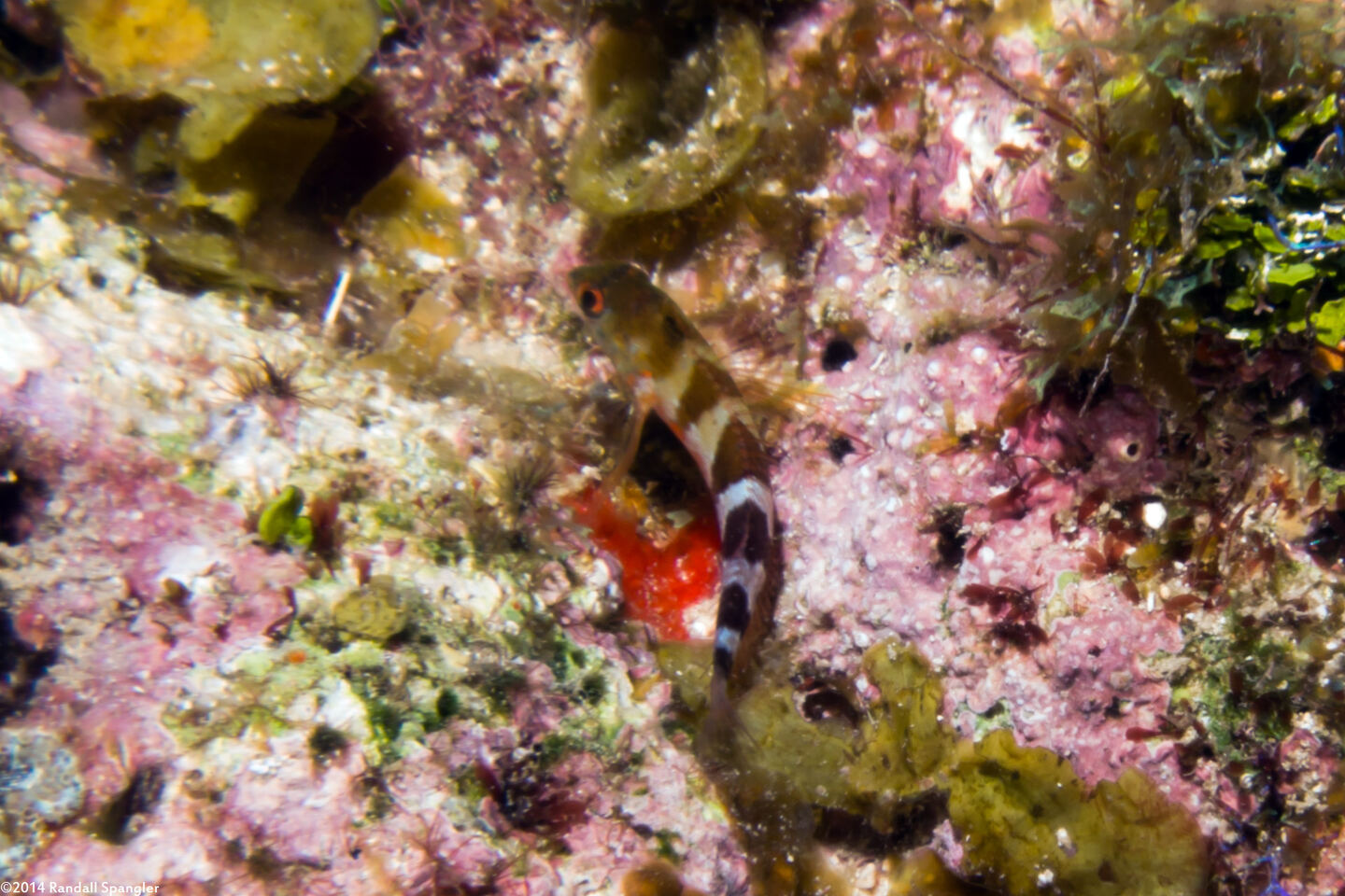 Malacoctenus triangulatus (Saddled Blenny)