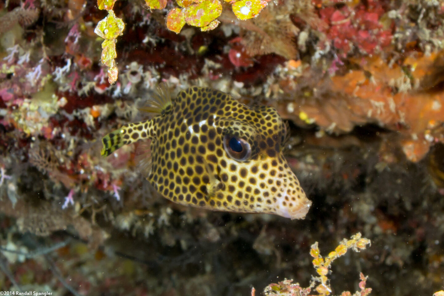 Lactophrys bicaudalis (Spotted Trunkfish)