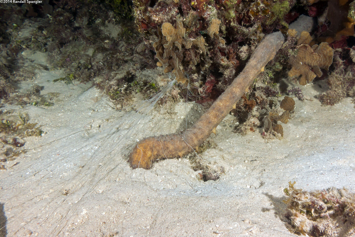 Terebellidae sp.1 (Spaghetti Worm)